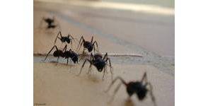 Se débarrasser des fourmis